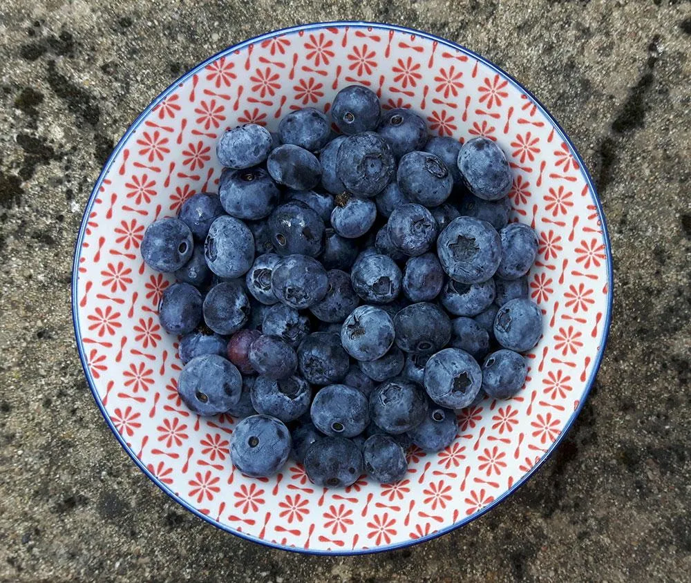 Blueberries – A child’s medicine